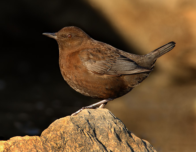 Pretty Brown dipper