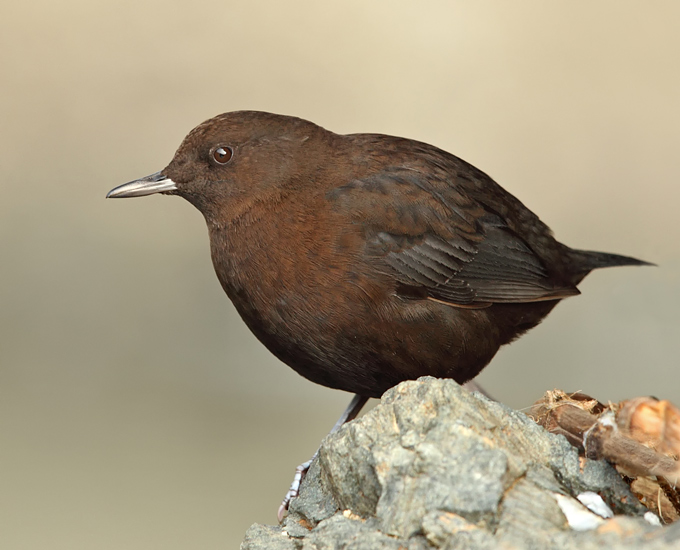 Pretty Brown dipper