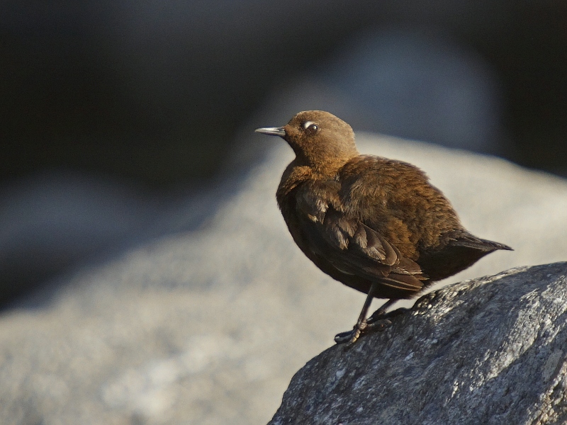 Pretty Brown dipper
