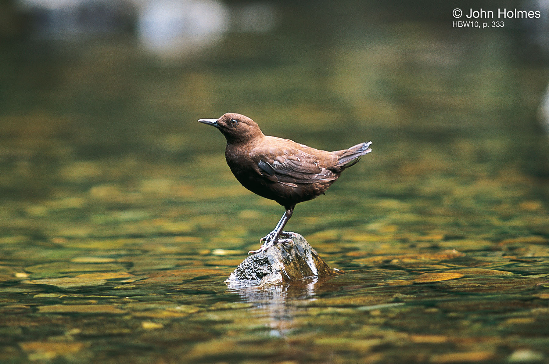 Pretty Brown dipper