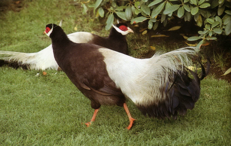 Brown eared-pheasant