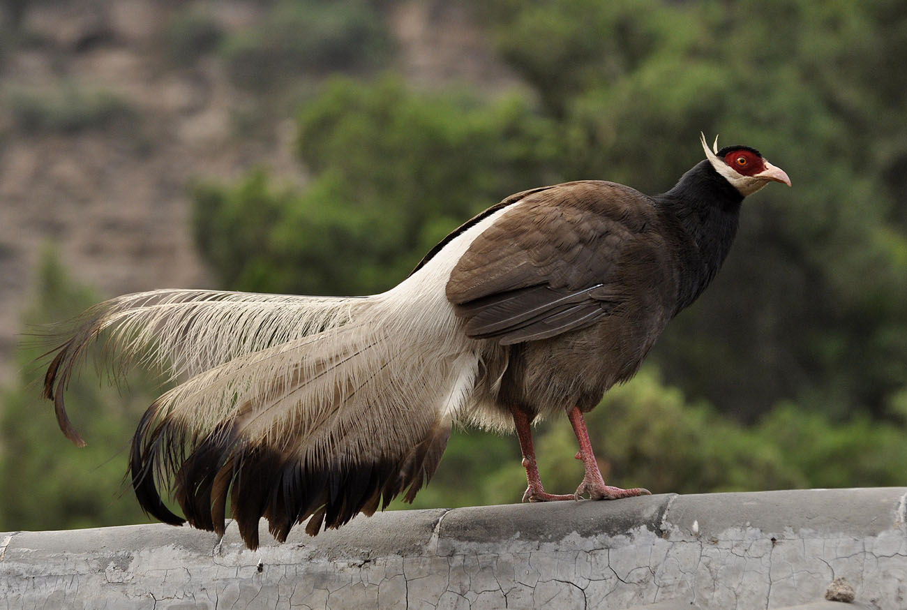 Pretty Brown eared-pheasant