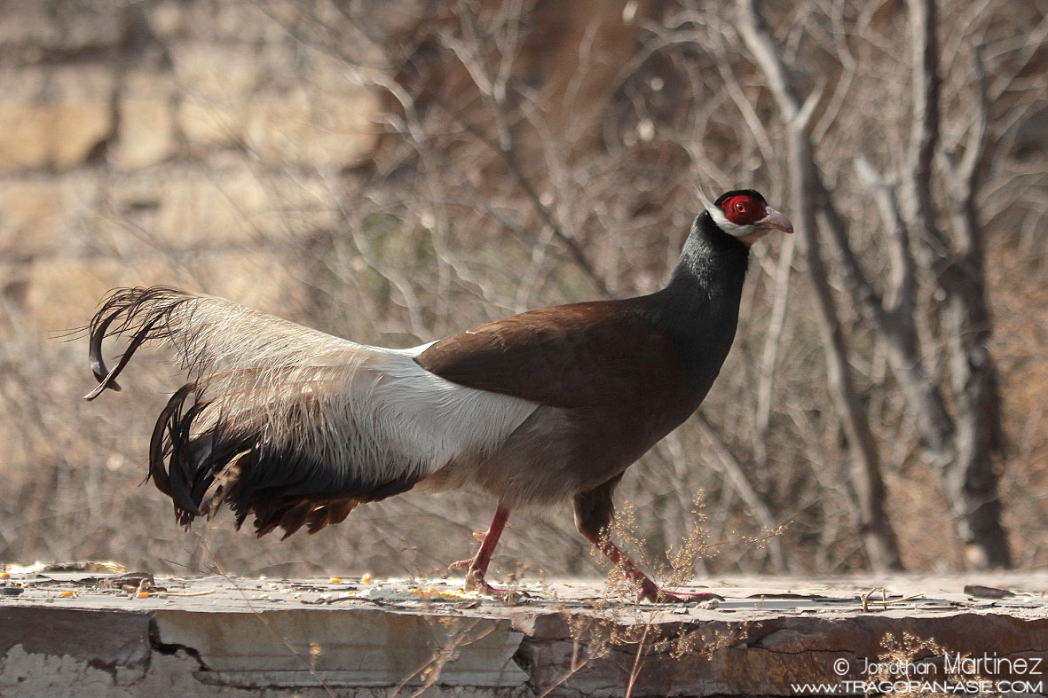 Pretty Brown eared-pheasant