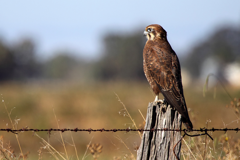 Brown falcon