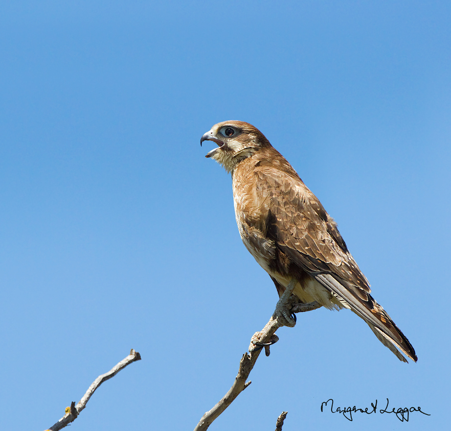 Pretty Brown falcon