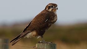 Pretty Brown falcon