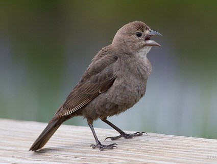 Brown-headed cowbird