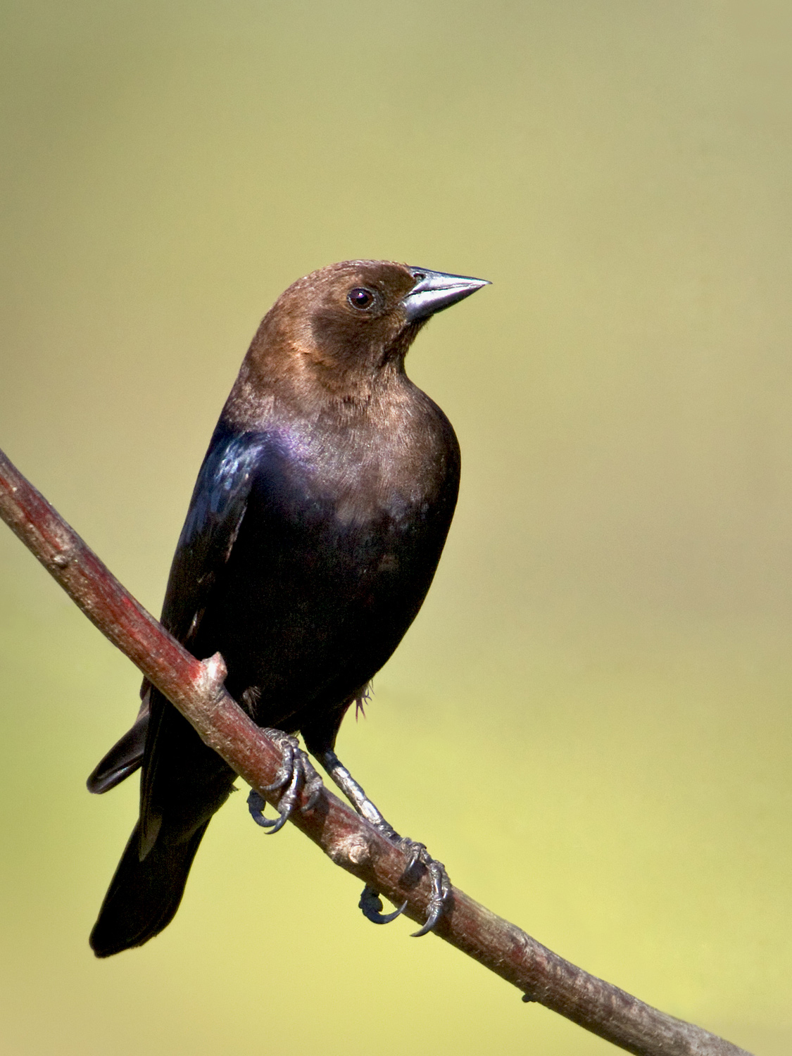 Pretty Brown-headed cowbird