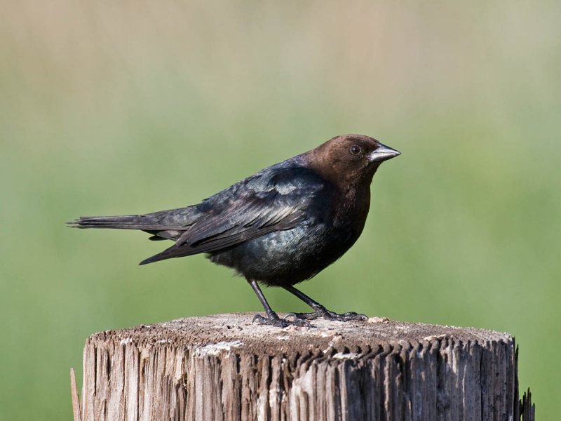 Pretty Brown-headed cowbird