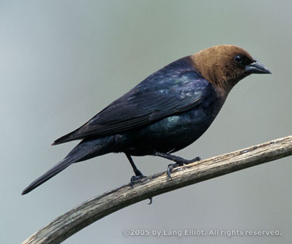 Pretty Brown-headed cowbird