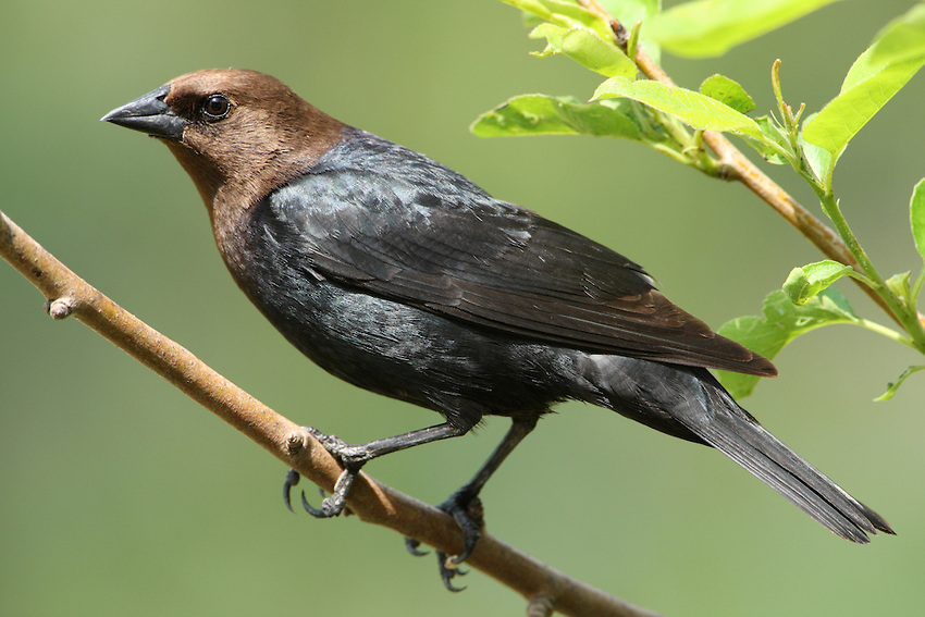 Pretty Brown-headed cowbird