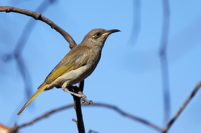 Brown honeyeater