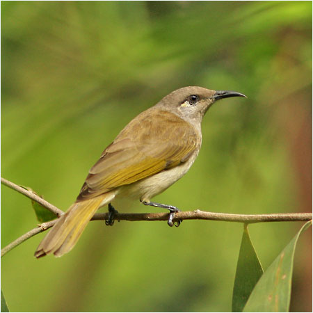Pretty Brown honeyeater