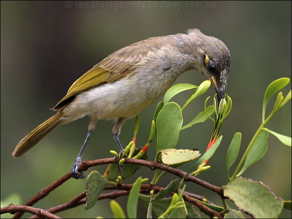 Pretty Brown honeyeater