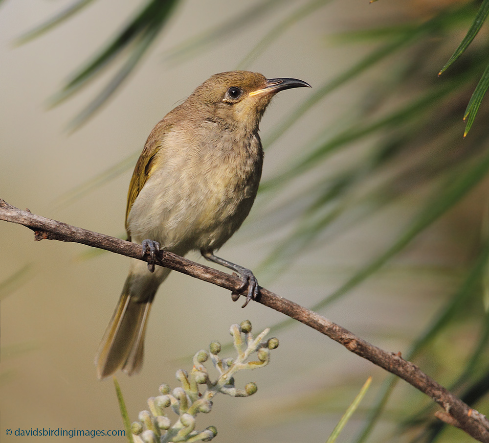 Pretty Brown honeyeater