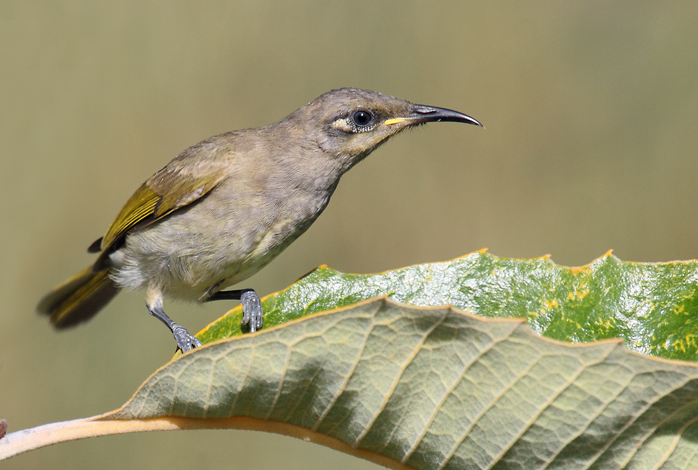 Pretty Brown honeyeater