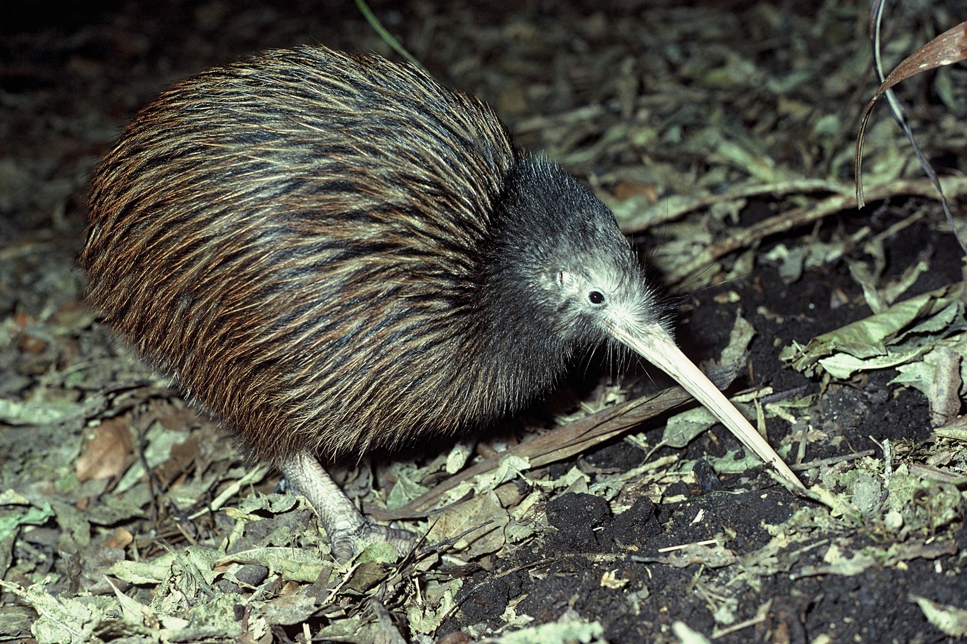 Brown kiwi