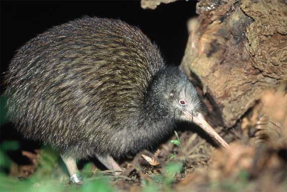 Pretty Brown kiwi