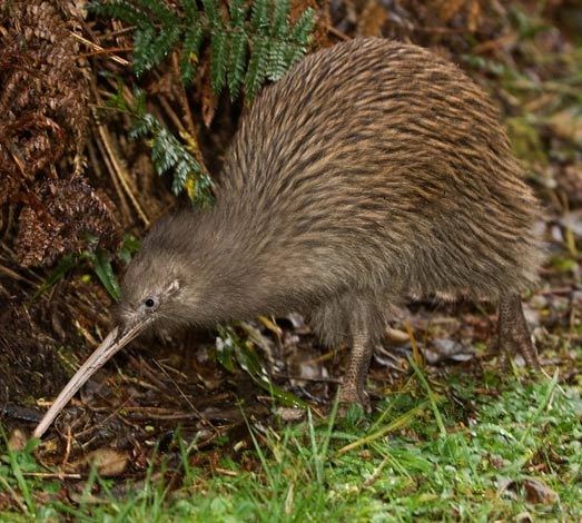 Pretty Brown kiwi