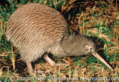 Pretty Brown kiwi