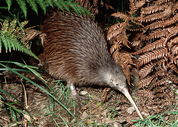 Pretty Brown kiwi