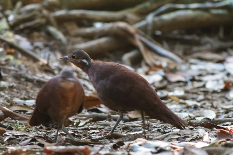 Brown mesite