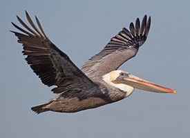 Brown pelican
