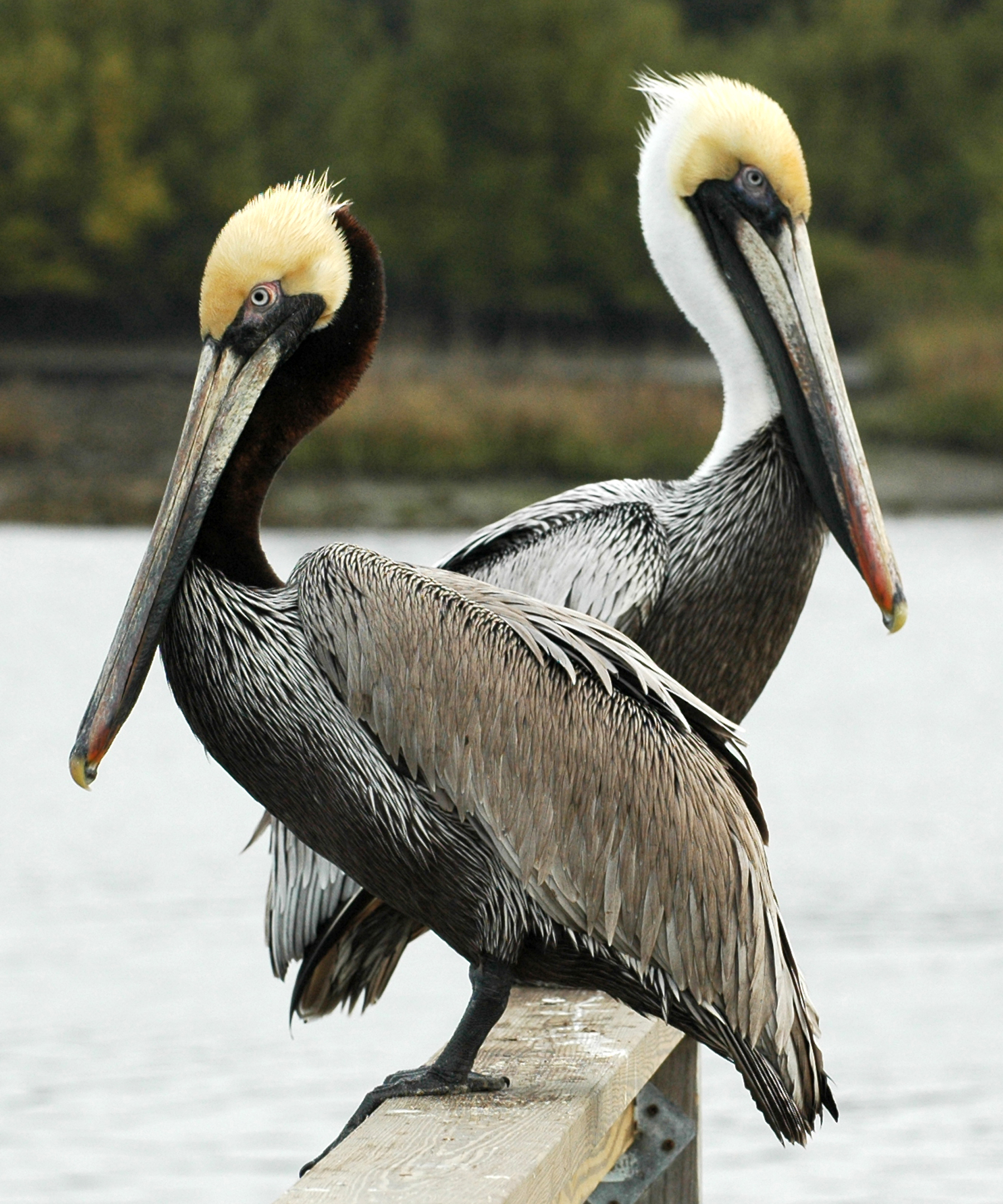 Pretty Brown pelican