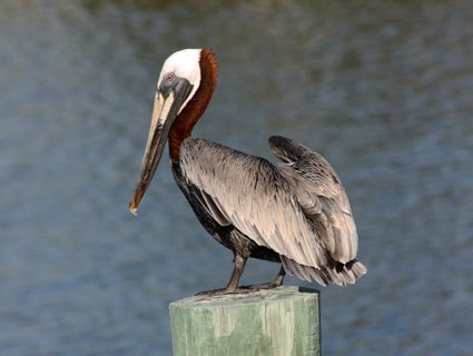 Pretty Brown pelican