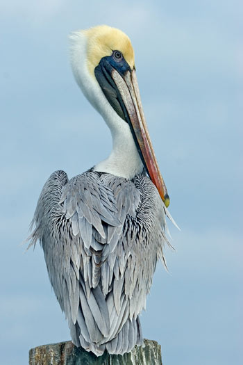 Pretty Brown pelican