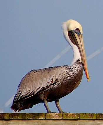 Pretty Brown pelican