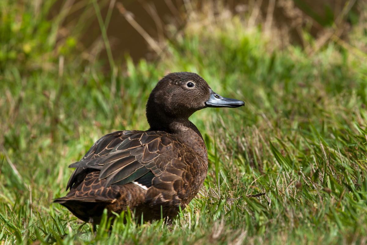 Brown teal