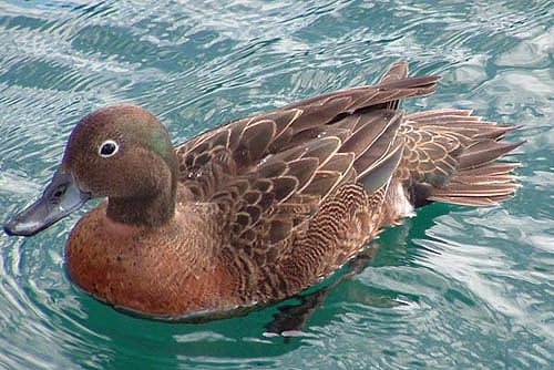 Pretty Brown teal