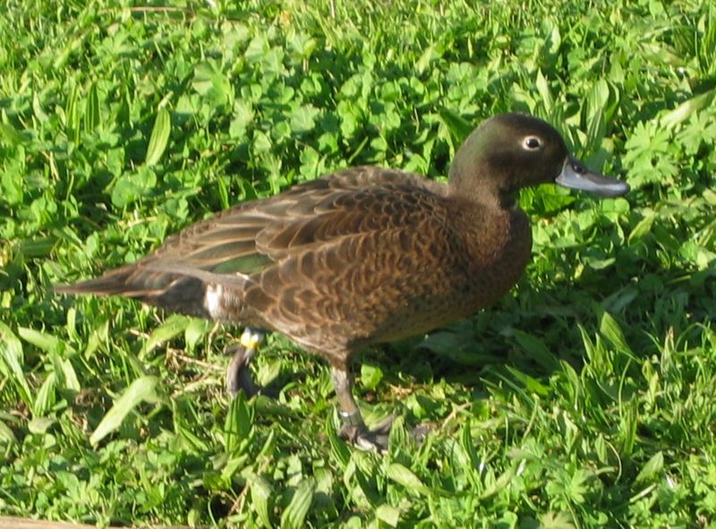 Pretty Brown teal