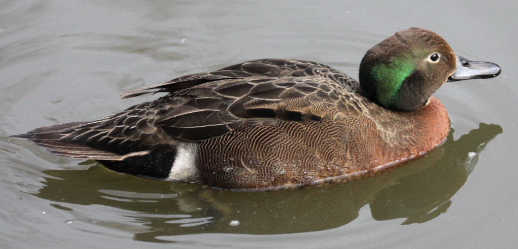 Pretty Brown teal