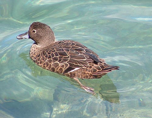 Pretty Brown teal