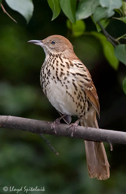 Brown thrasher