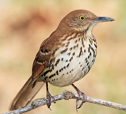 Pretty Brown thrasher