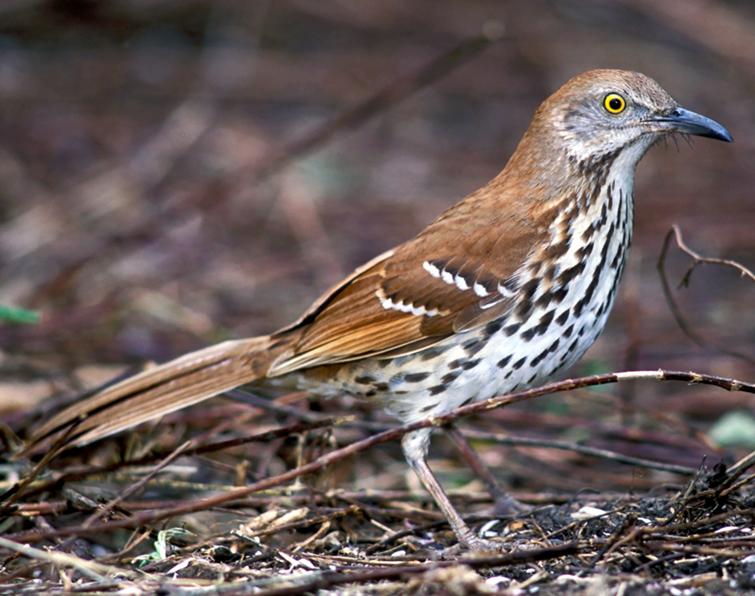 Pretty Brown thrasher