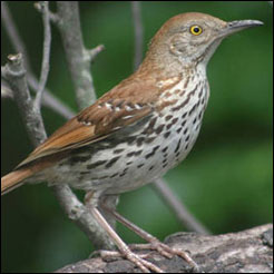 Pretty Brown thrasher
