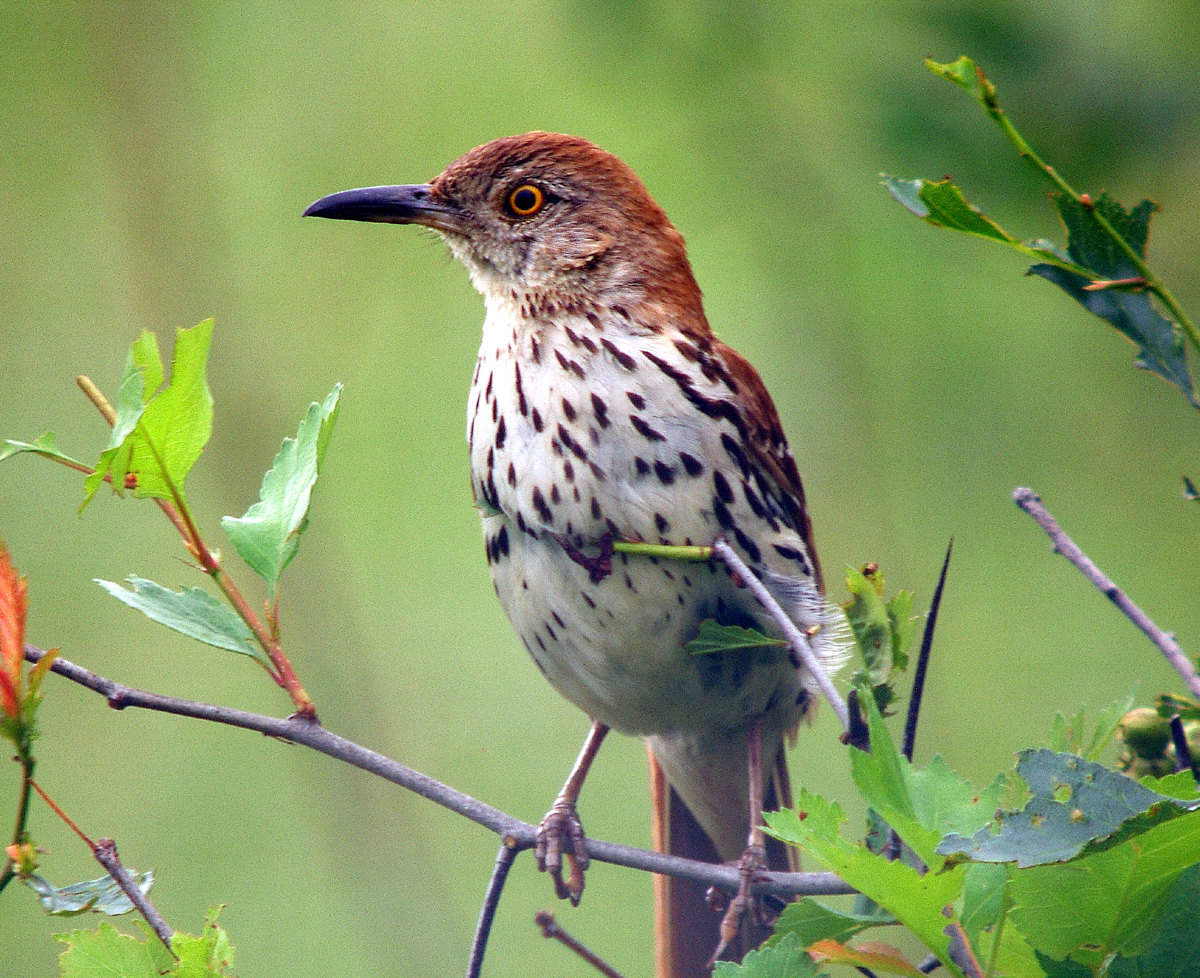 Pretty Brown thrasher