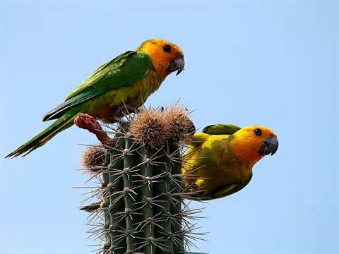 Brown-throated parakeet