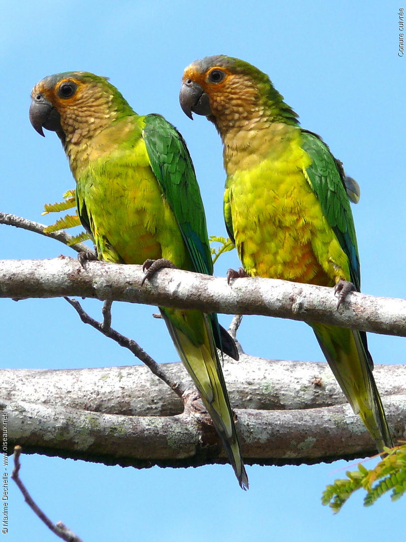 Pretty Brown-throated parakeet
