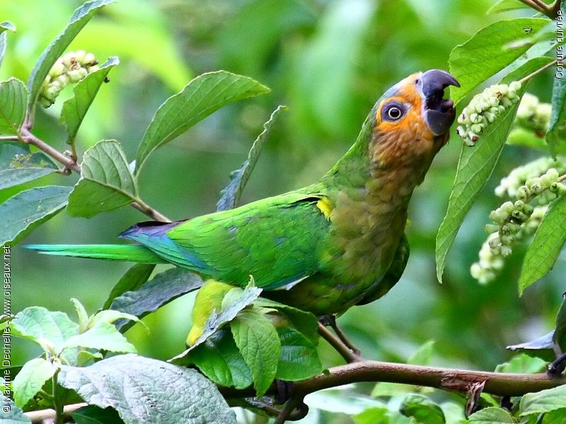 Pretty Brown-throated parakeet