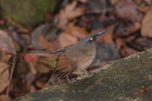 Brown trembler