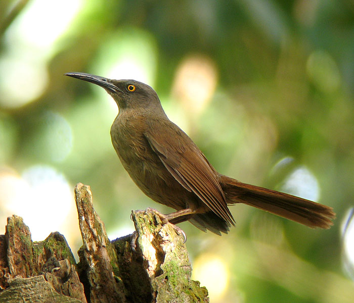 Pretty Brown trembler