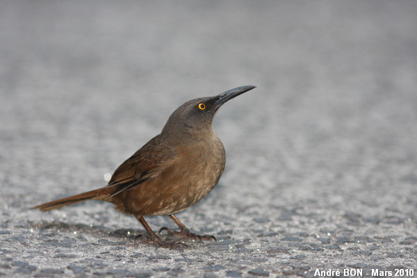 Pretty Brown trembler