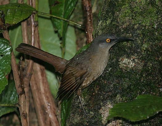 Pretty Brown trembler