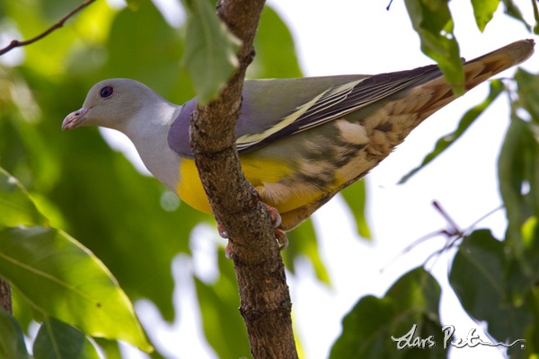 Bruce’s green pigeon