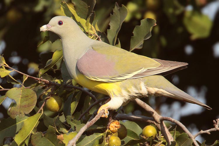 Pretty Bruce’s green pigeon